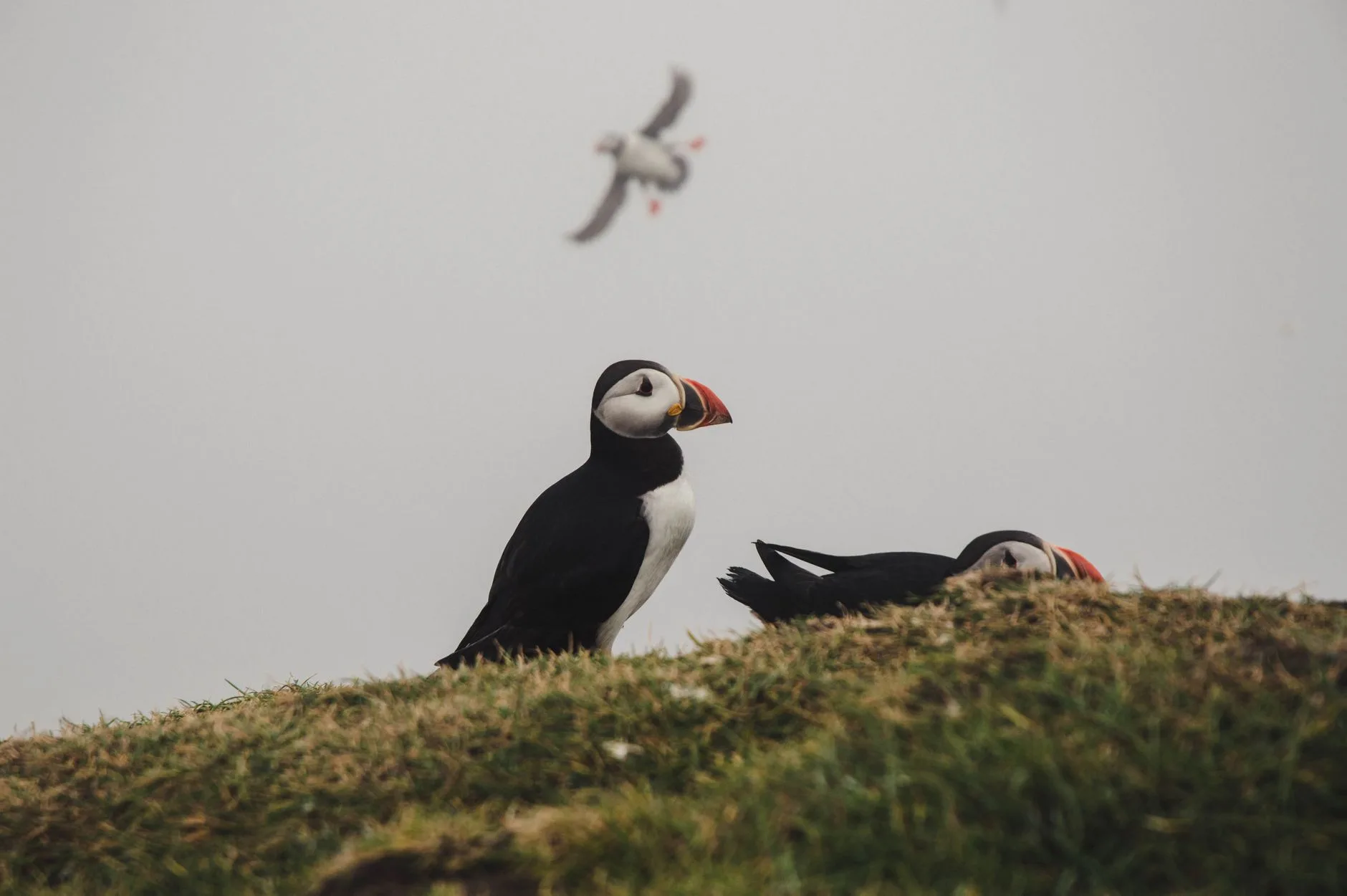 La règle d'or : respectez les oiseaux