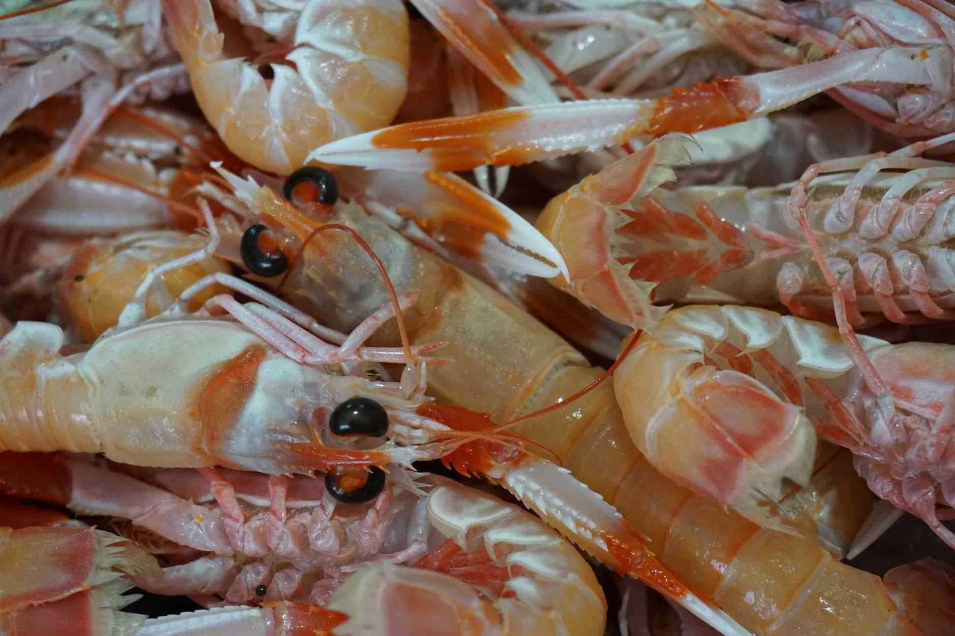 Où goûter les meilleurs poissons et fruits de mer aux Féroé