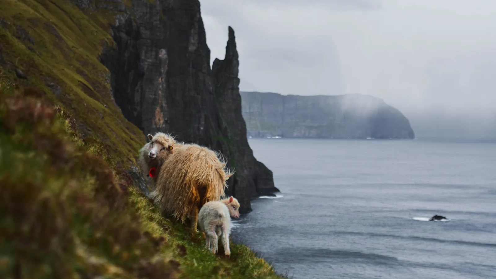 ️ Les falaises de Beinisvørð